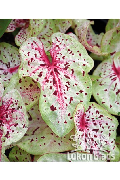 Caladium MISS MUFFET