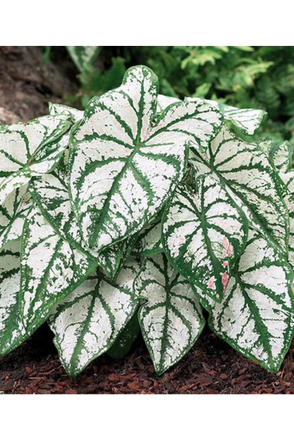 Caladium WHITE CHRISTMAS