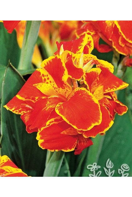 Canna QUEEN CHARLOTTE