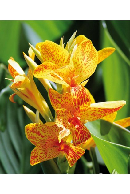 Canna TENERIFE