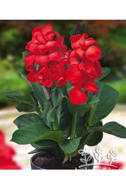 Canna SOL HAPPY CARMEN - dosna, kana