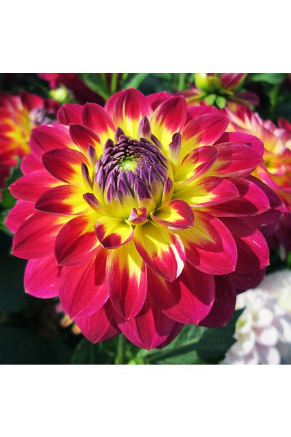 Jiżina HAPET EXOTICA