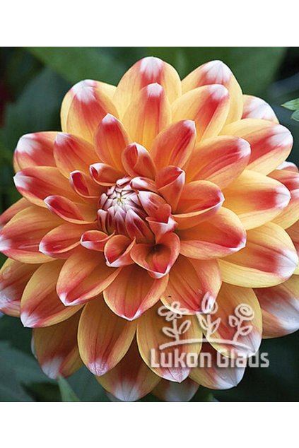 Jiřina HAPET HARMONY - dahlia