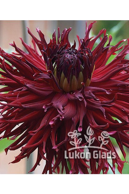 Jiřina HAPET CARMINE LACE - dahlia