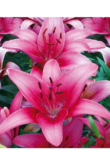 Lilie PINK COUNTY - lilium