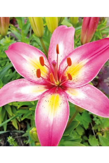 Lilie PALENA - lilium