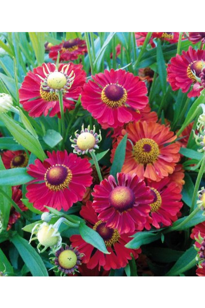 Helenium RANCHERA - záplevák
