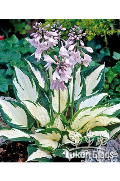 Hosta AMAZONE - bohyška, funkie