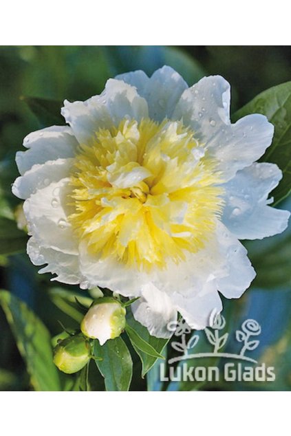 Paeonia HONEY GOLD  - pivoňka