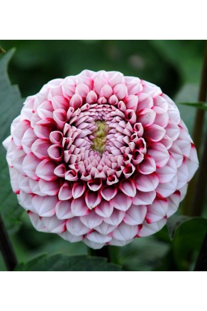 Jiżina Hapet Picotee