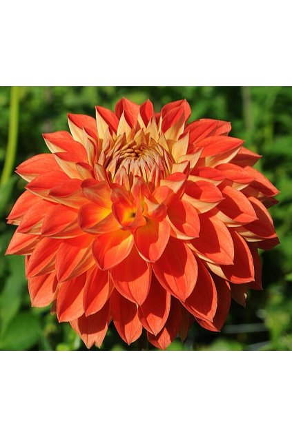 Jiżina HAPET ORANGE PEARL