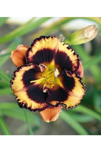 Denivka ALMOST BLACK VELVET - hemerocallis