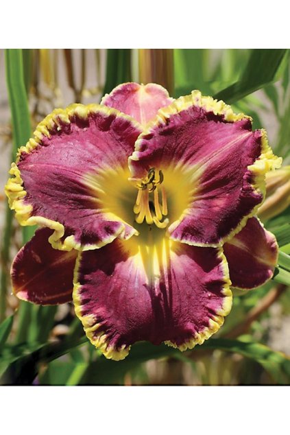 Denivka SPACECOAST BETTER LATE - hemerocallis