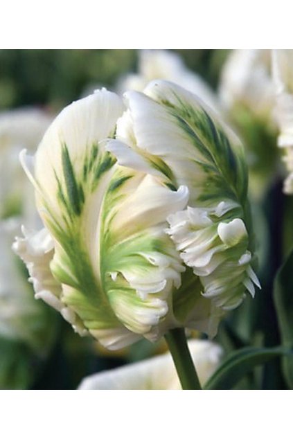 Tulipán WHITE REBEL