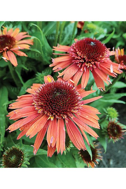 Echinacea purpurea CARROT CAKE - třapatka nachová