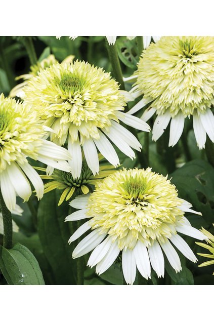 Echinacea purpurea HONEYDEW - třapatka nachová