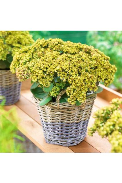 Sedum telephium YELLOW DELICAT
