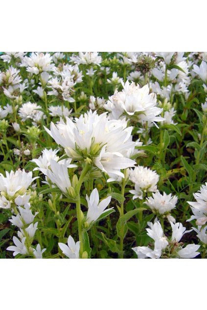 Campanula glomerata ALBA - zvonek klubkatý