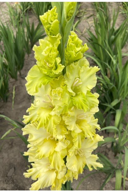 Mečík Green Flash Adams 2018 (1)