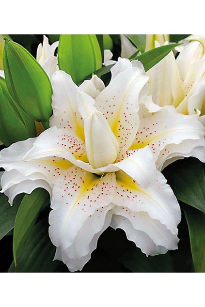 Lilie Roselily SITA - lilium