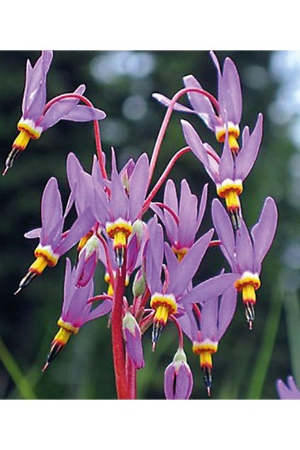 Dodecatheon meadia RED WINGS