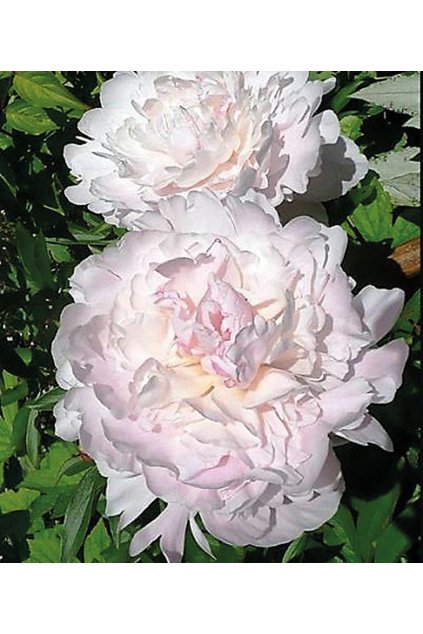 Paeonia BARONESS SCHROEDER  - pivoňka