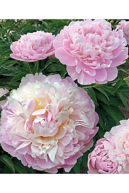 Paeonia MOONSTONE