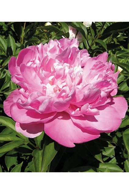 Paeonia PINK CAMEO - pivoňka