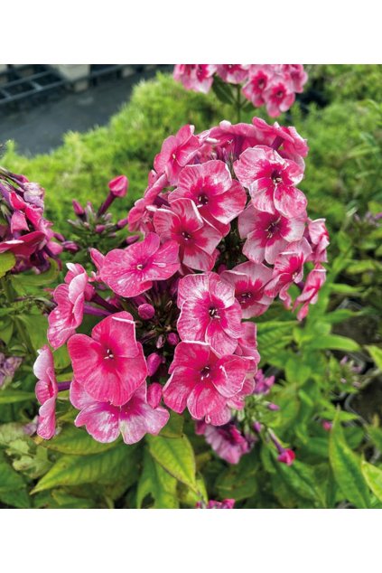 Phlox paniculata BRILLIANT EYES - plamenka latnatá, flox