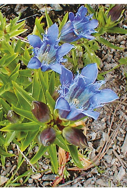 Gentiana septemfida var. lagodechiana BELLA ALPINELLA