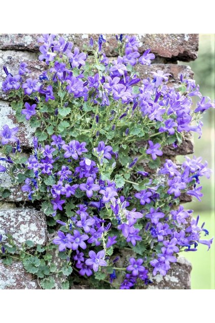 Campanula isophylla BLUE ženich, zvonek