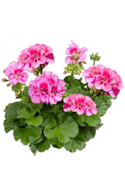 Pelargonium classic CALYPSO - muškát