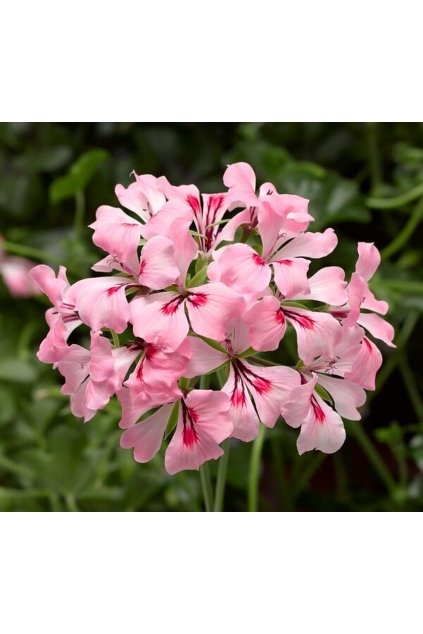 Pelargonium super cascade SALMON BLUSH