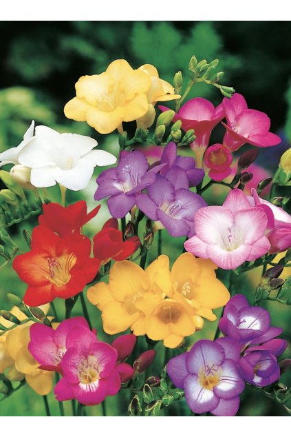 FRESSSIA SINGLE FREZJA POJEDYNCZA MIX 1