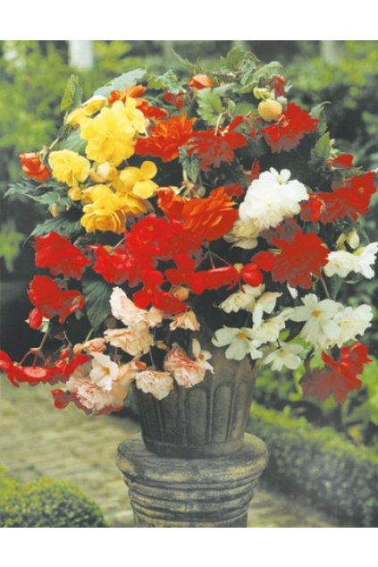 Begonia CASCADE MIX