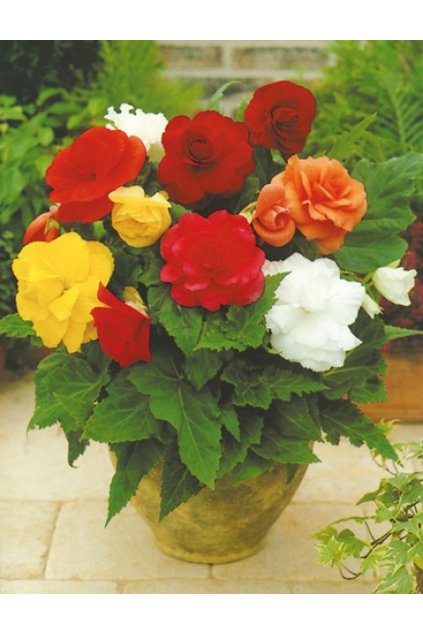 Begonia DOUBLE MIX