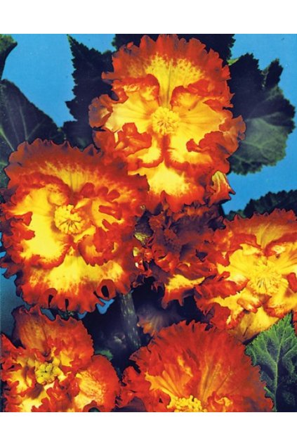 Begonia CRISPA MARGINATA YELLOW