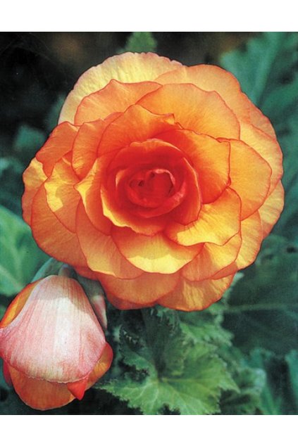 Begonia PICOTEE YELLOW