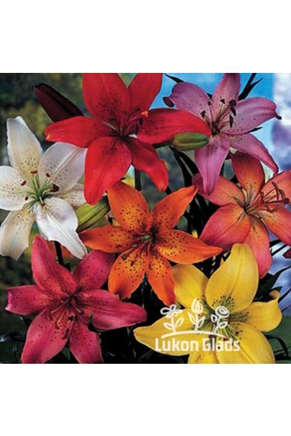 Lilie, směs asijských hybridů