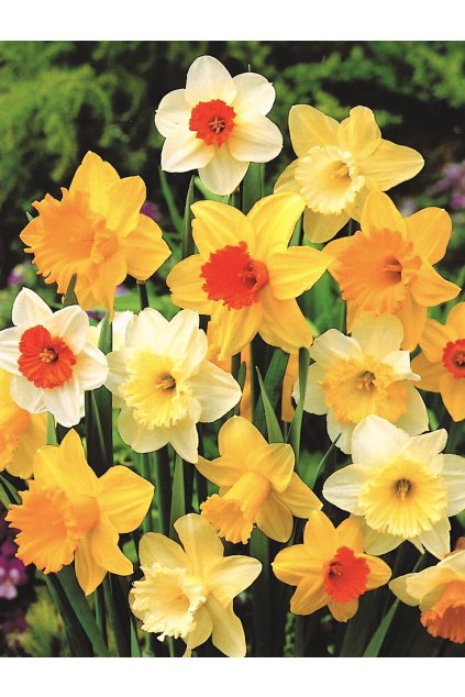 Narcis MIX1