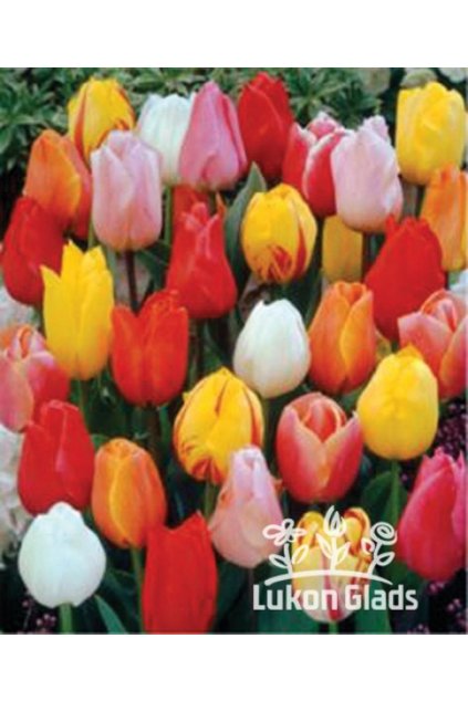 SMĚS jednoduchých raných tulipánů