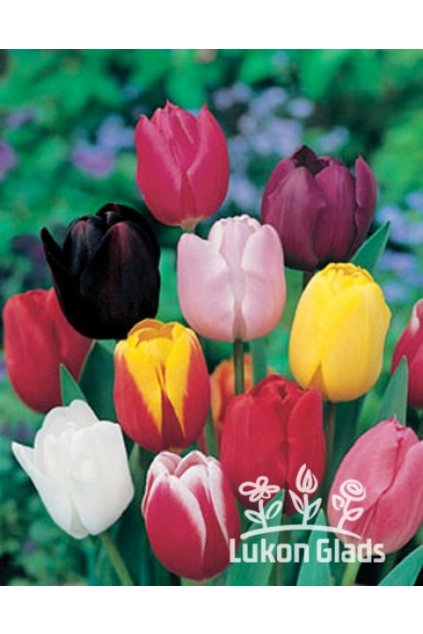 SMĚS TRIUMPH tulipánů