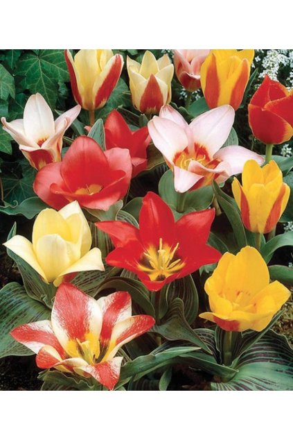 Směs botanických tulipánů