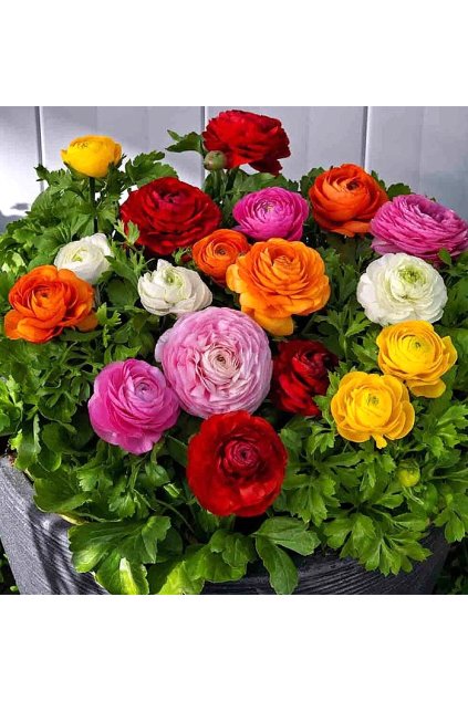 Ranunculus Aviv MIX 1