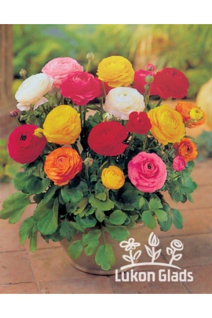 Ranunculus paeniflorus MIX