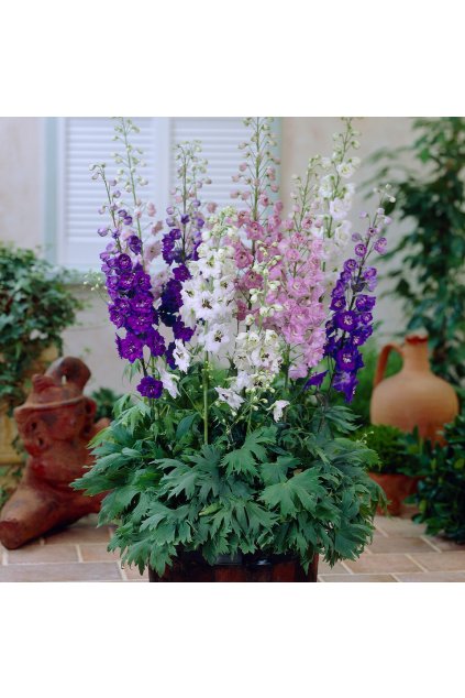 Delphinium MAGIC FOUNTAIN MIX1
