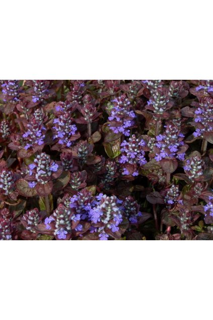 Ajuga reptans ATROPURPUREA