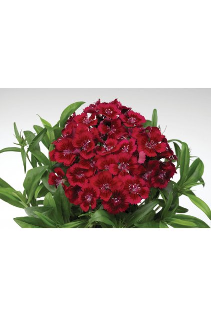 Dianthus Diabunda Red (70019212)