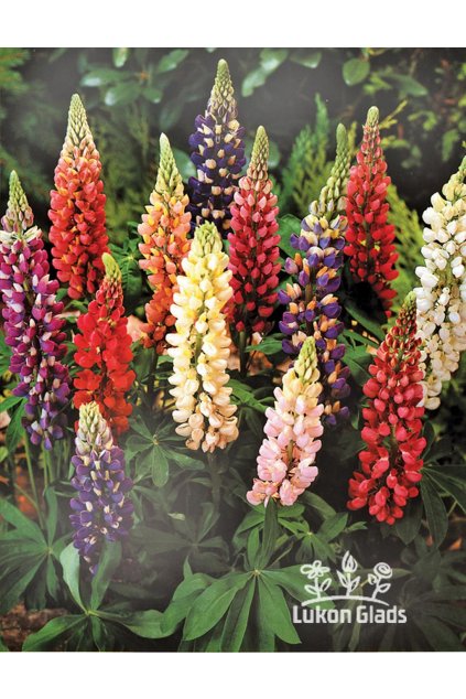 Lupinus mix