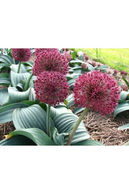 Allium karataviense RED GIANT